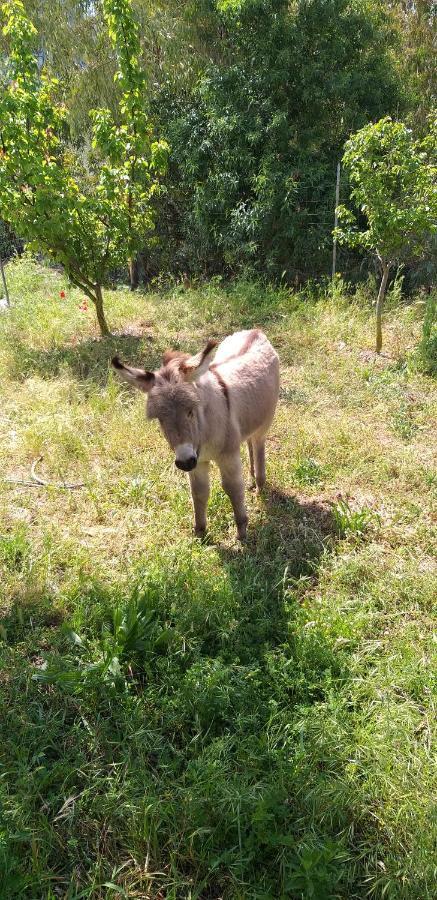Agriturismo Funtan'Arva Loculi エクステリア 写真